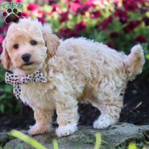 Brodie, Havapoo Puppy